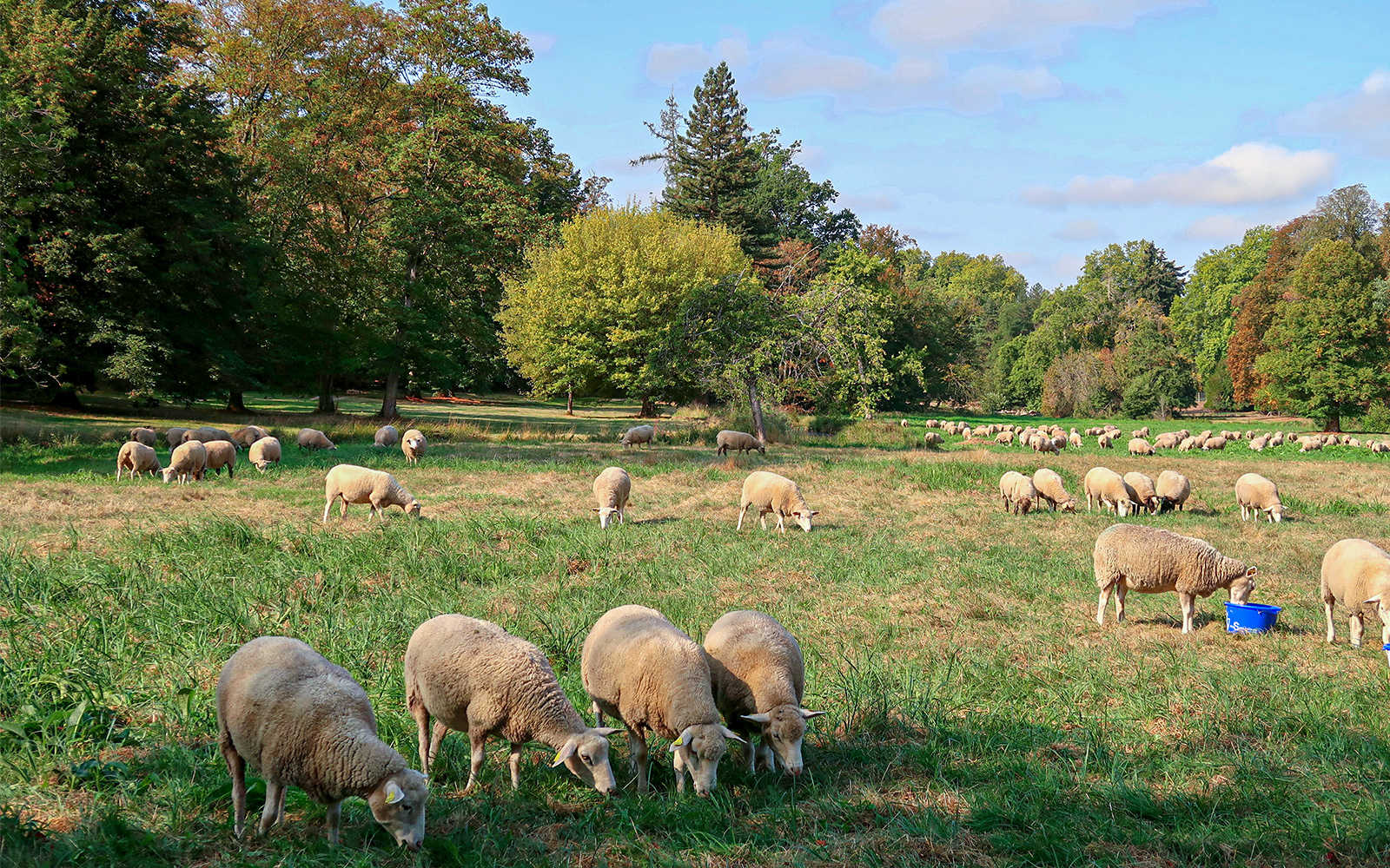 Bergerie Nationale De Rambouillet