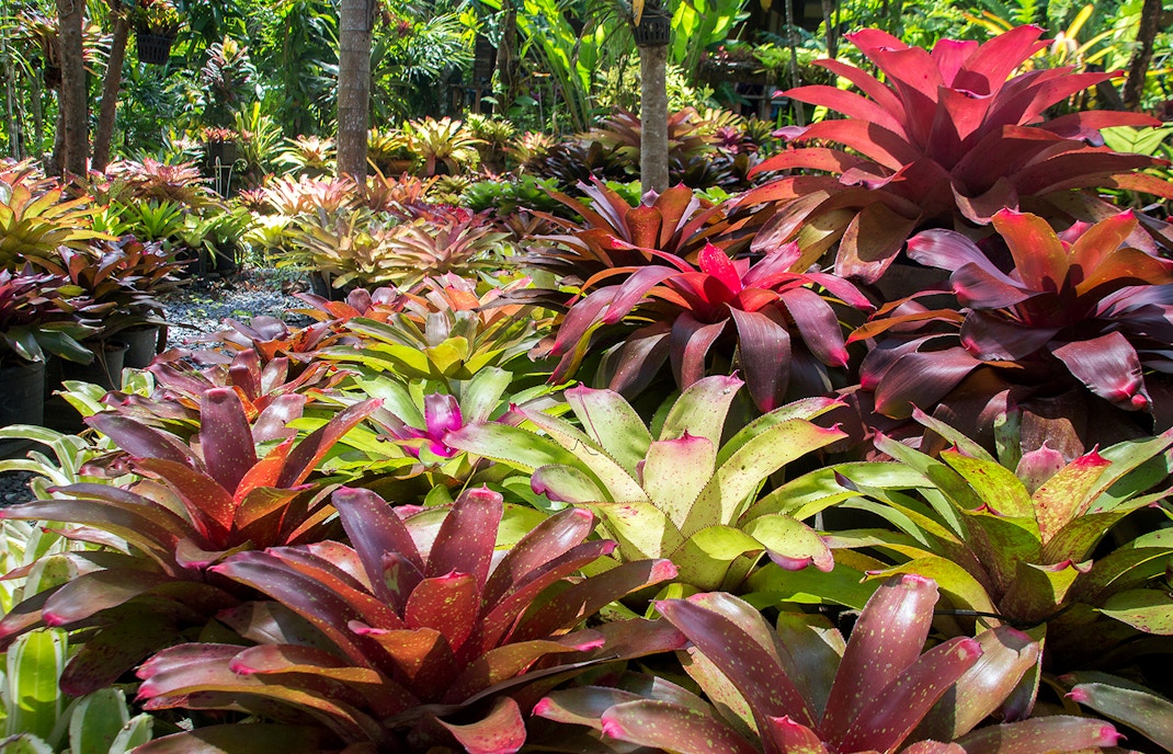 Bromeliads in National Orchid Garden