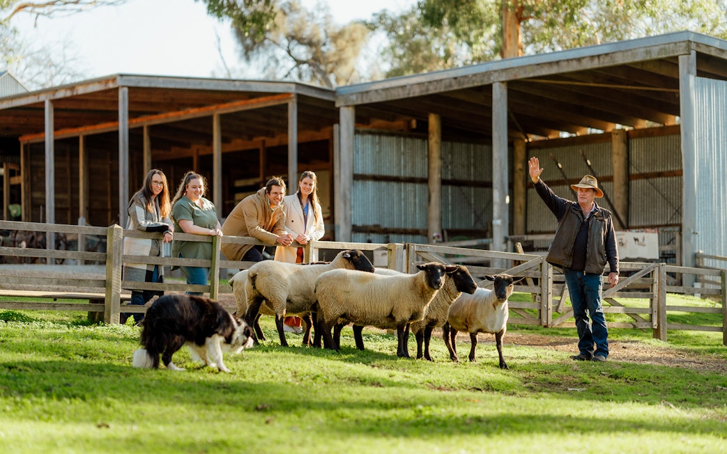 Visitors observing sheep and a dog at Churchill Island farm.