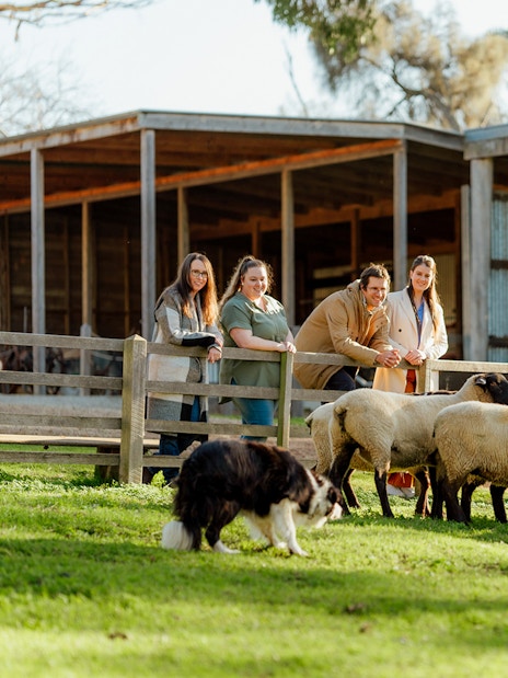 Visitors observing sheep and a dog at Churchill Island farm.