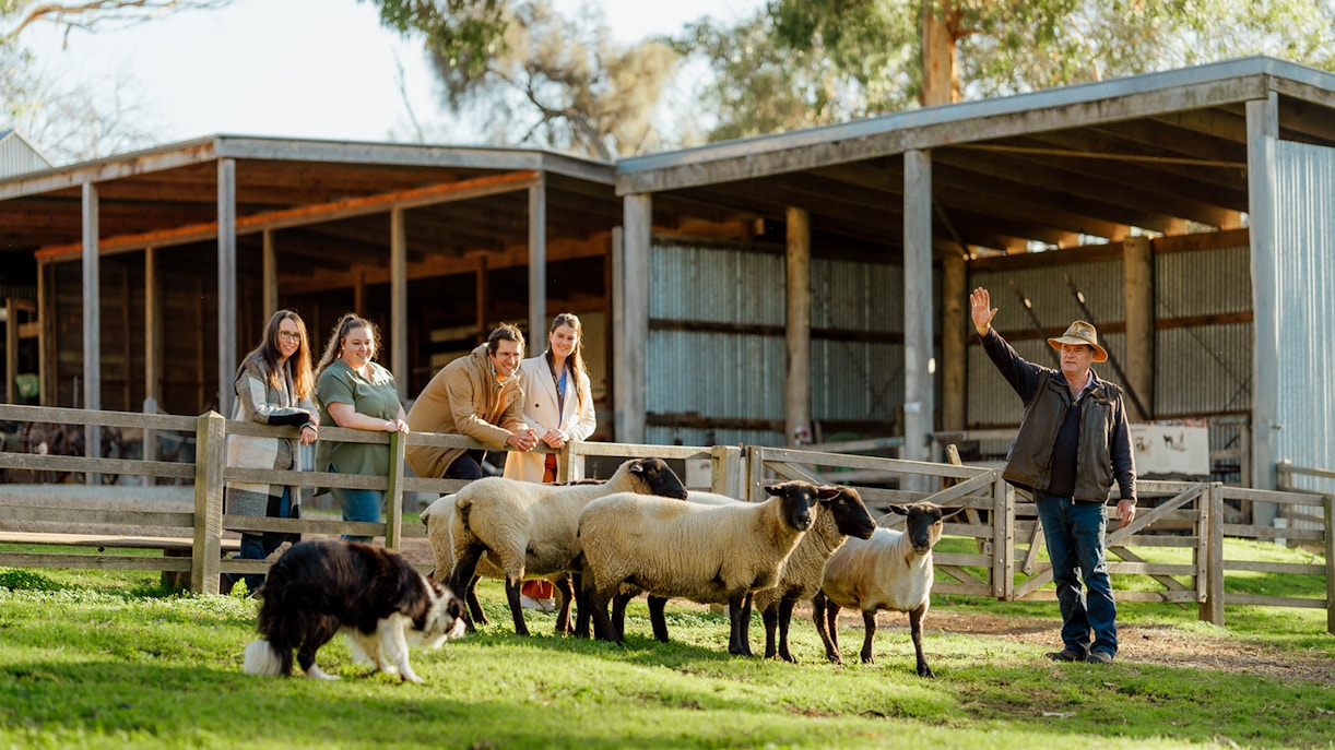 Visitors interacting with farm animals at Churchill Island, Melbourne, Australia.