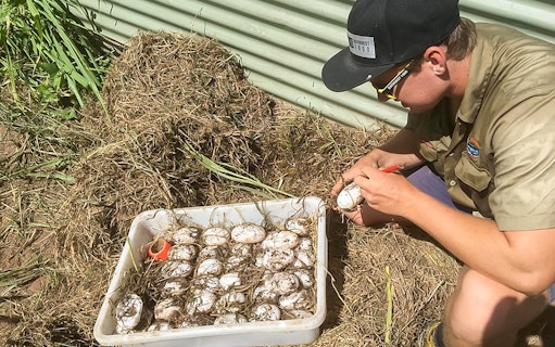 Crocodile eggs being inspected by a staff member at Hartley's Crocodile Adventures.