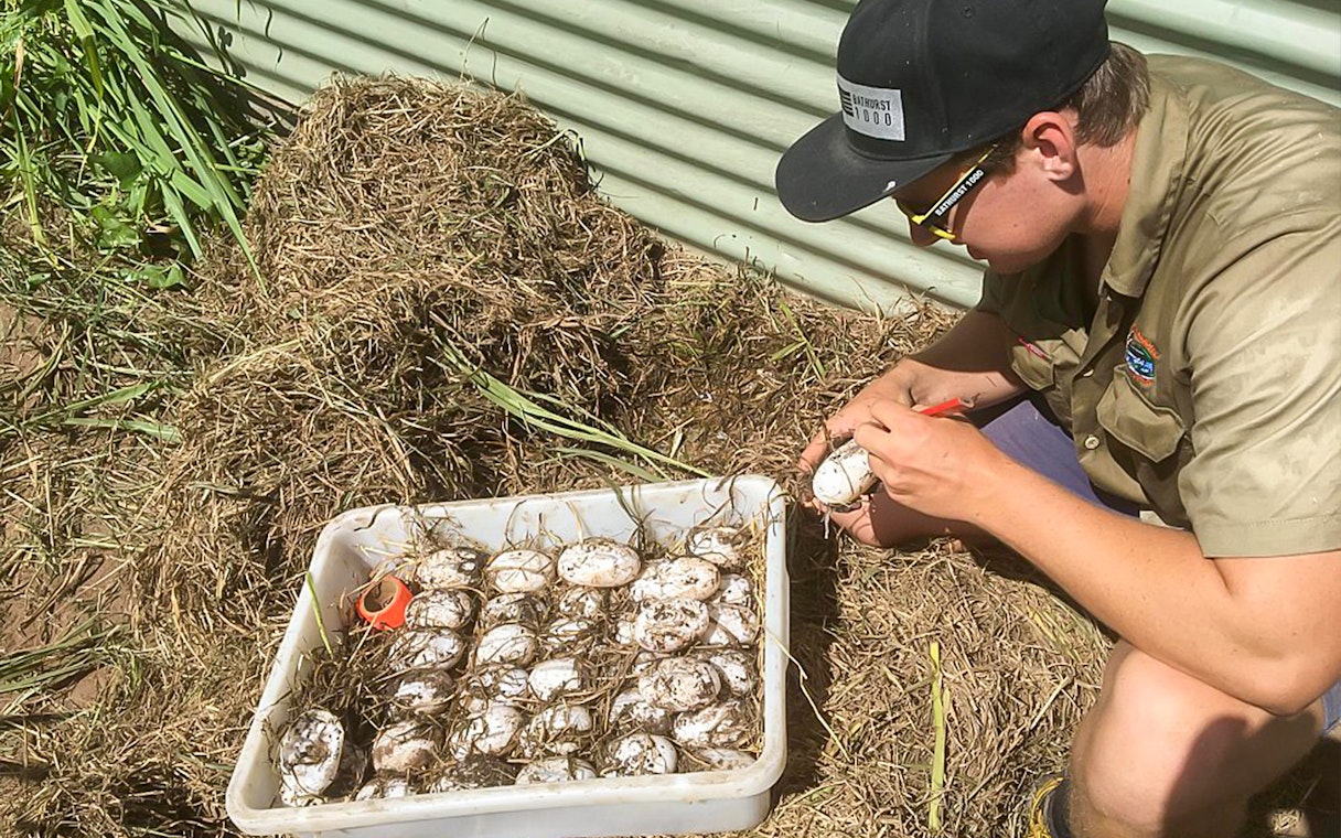 Crocodile eggs being inspected by a staff member at Hartley's Crocodile Adventures.