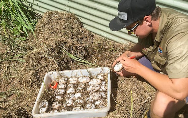 Crocodile eggs being inspected by a staff member at Hartley's Crocodile Adventures.
