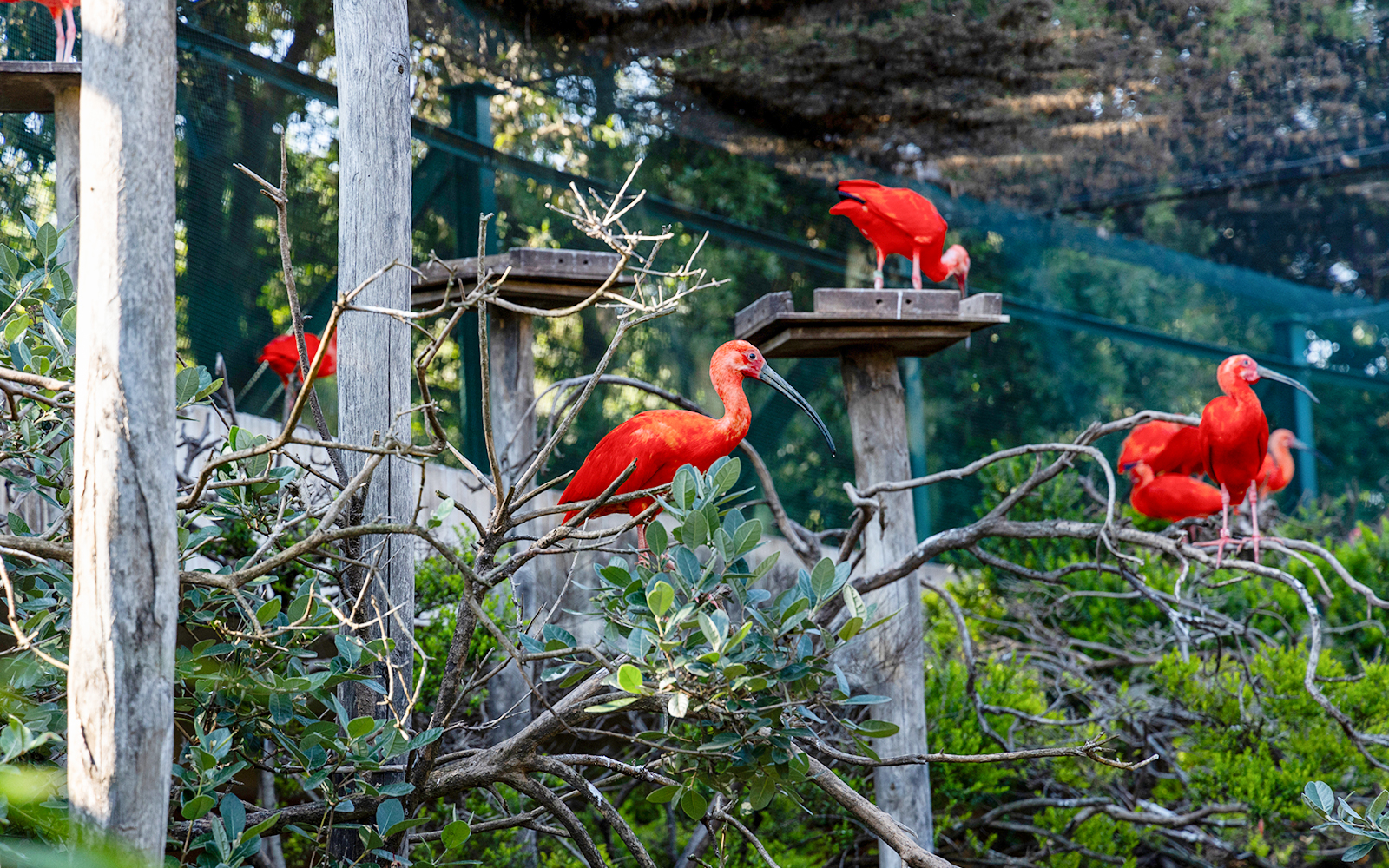 Scarlet ibises perched on branches at Rome Bioparco during 48-hour hop-on hop-off tour.
