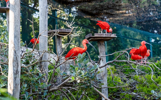 Scarlet ibises perched on branches at Rome Bioparco during 48-hour hop-on hop-off tour.
