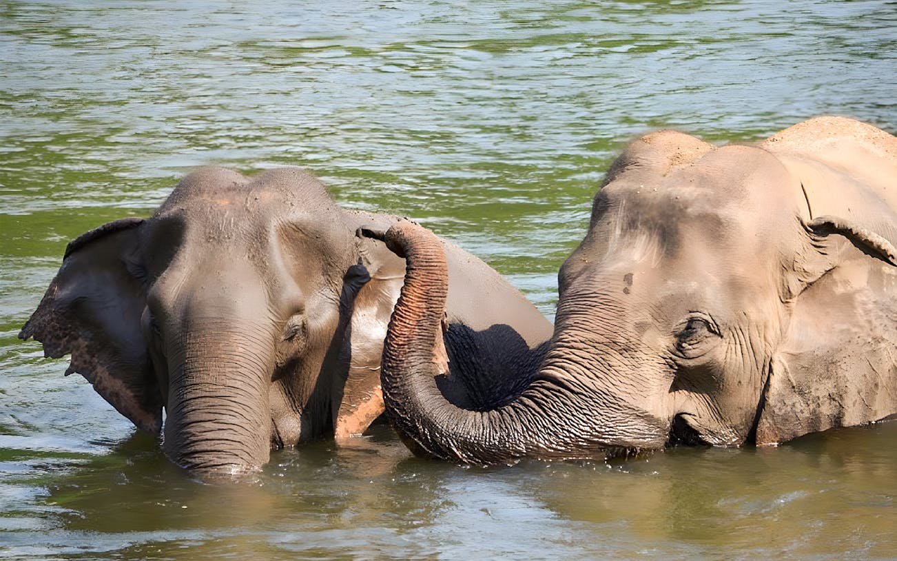 Elephants bathing in a river at ElephantsWorld Kanchanaburi.