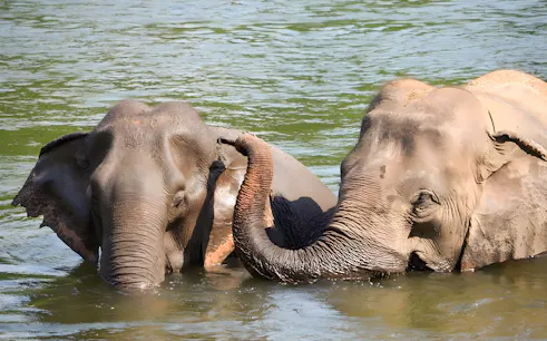 Elephants bathing in a river at ElephantsWorld Kanchanaburi.