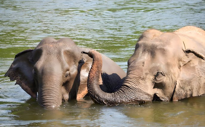Elephants bathing in a river at ElephantsWorld Kanchanaburi.