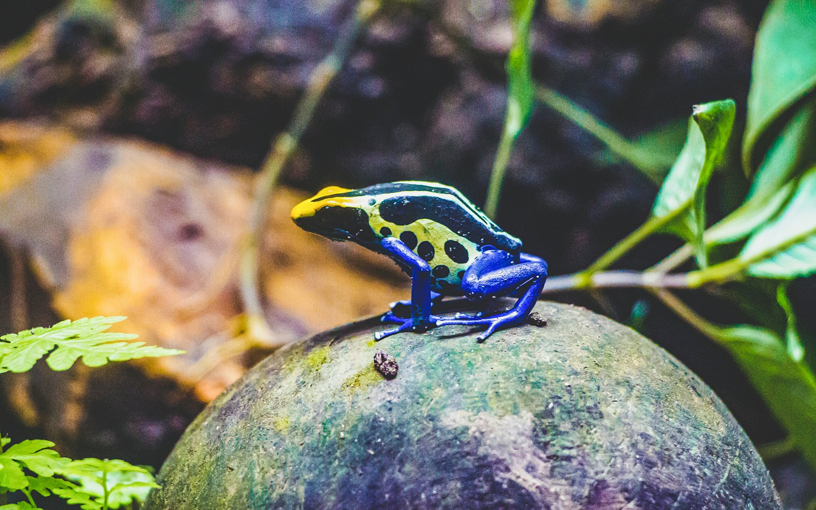 Amazonian poison dart frog on a rock at Genoa Aquarium.