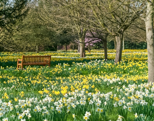 Hampton Court Gardens