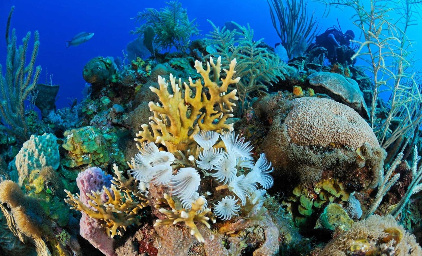 Colorful coral heads