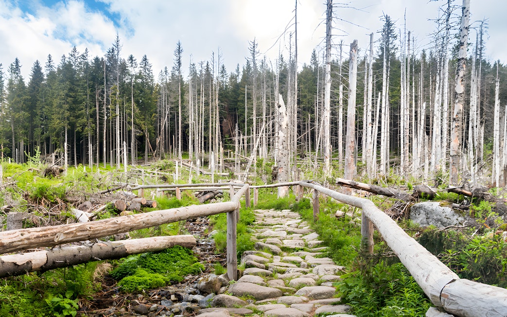 Stone path through forest near Morskie Oko, Zakopane.