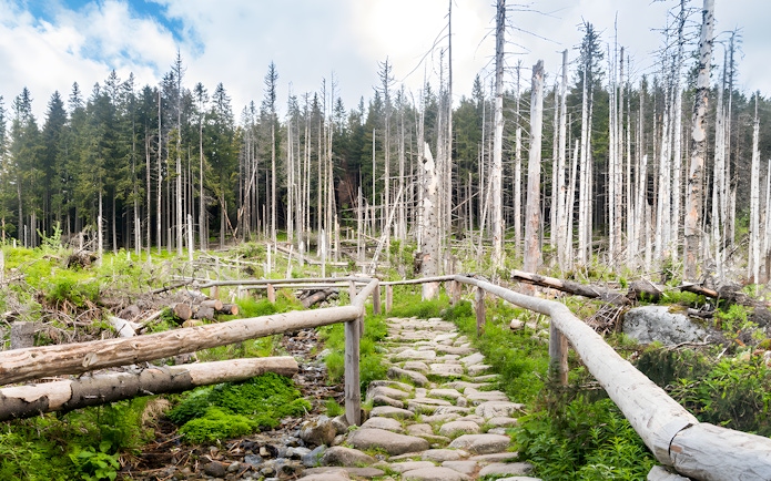 Stone path through forest near Morskie Oko, Zakopane.