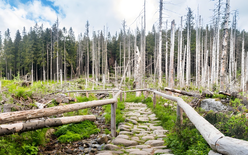 Stone path through forest near Morskie Oko, Zakopane.