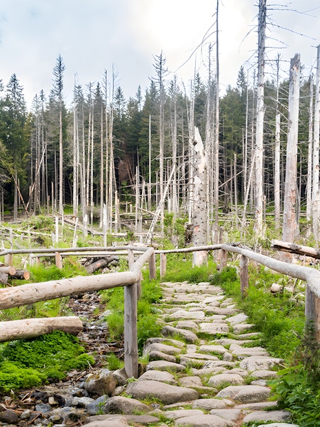 Stone path through forest near Morskie Oko, Zakopane.