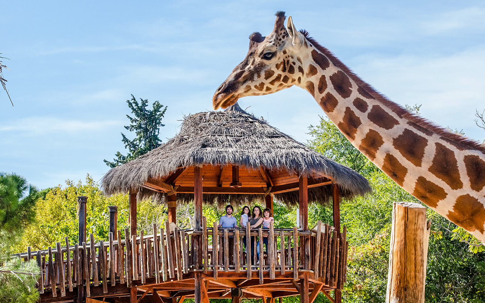 Visitors on a wooden platform observe a giraffe at a wildlife park.