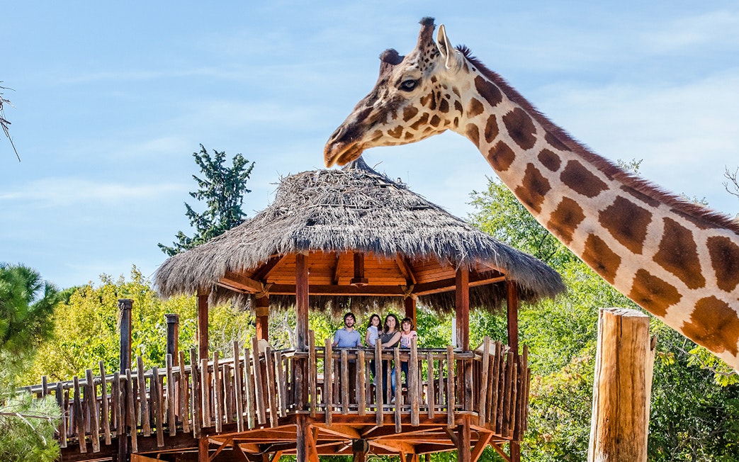 Visitors on a wooden platform observe a giraffe at a wildlife park.