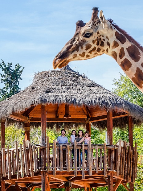 Visitors on a wooden platform observe a giraffe at a wildlife park.