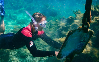 Snorkeler exploring underwater near Rottnest Island, Australia.
