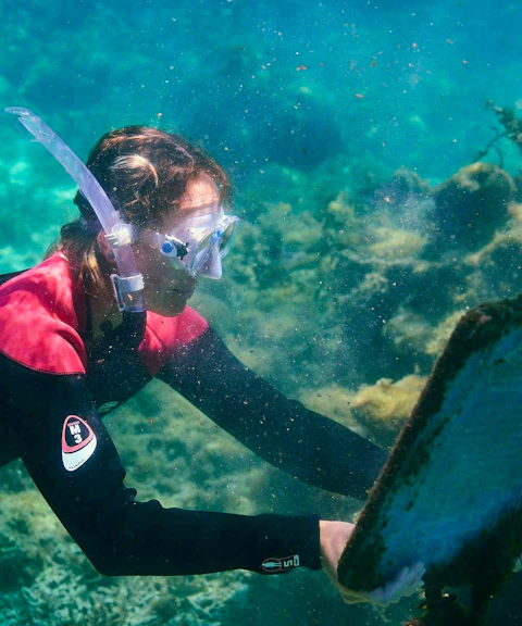 Snorkeler exploring underwater near Rottnest Island, Australia.
