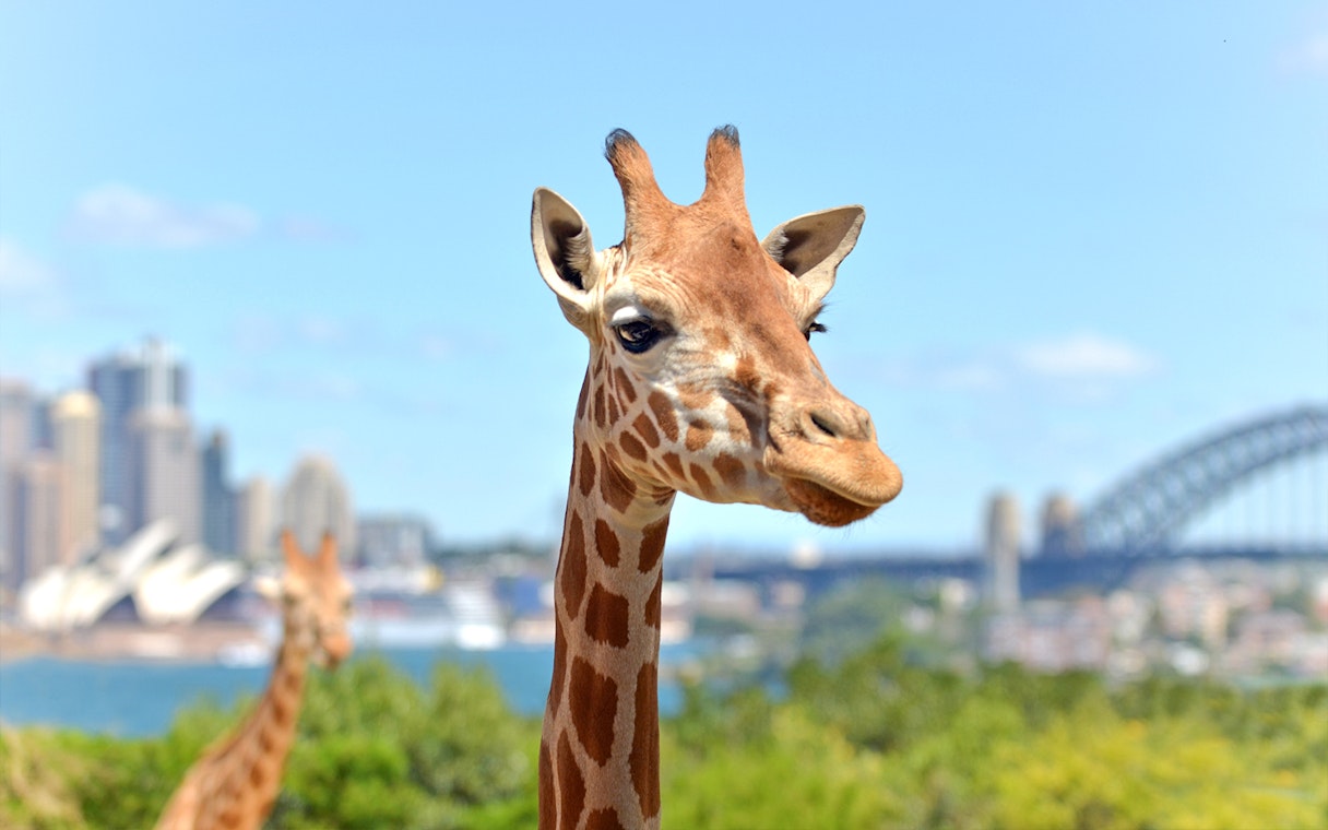 Giraffe at Taronga Zoo Sydney with city skyline and Sydney Harbour Bridge in background.