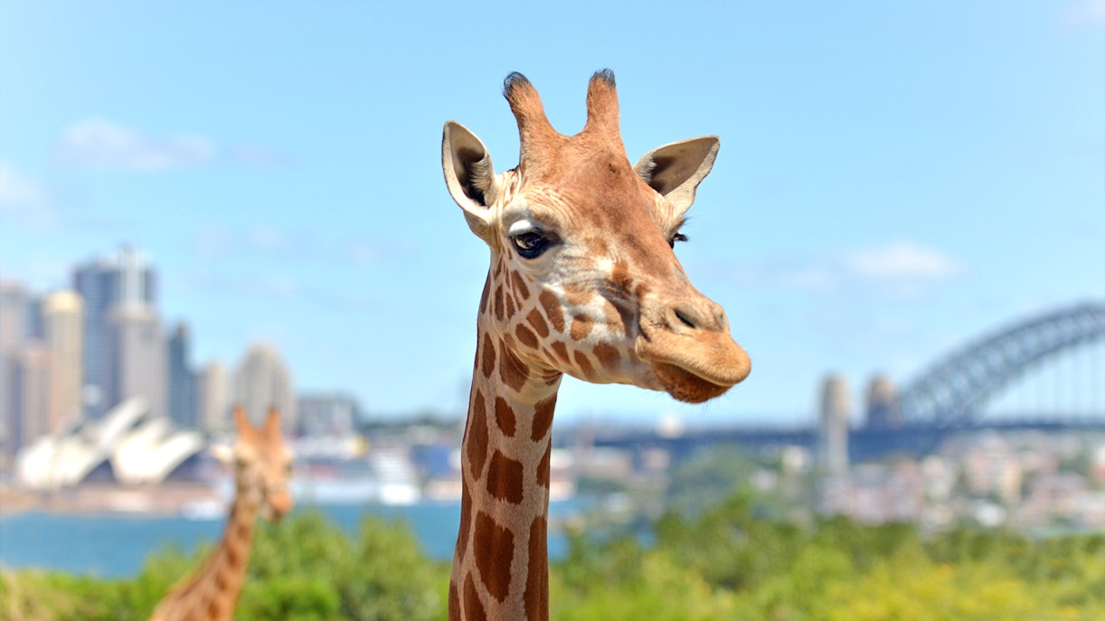 Plan your visit to Taronga Zoo