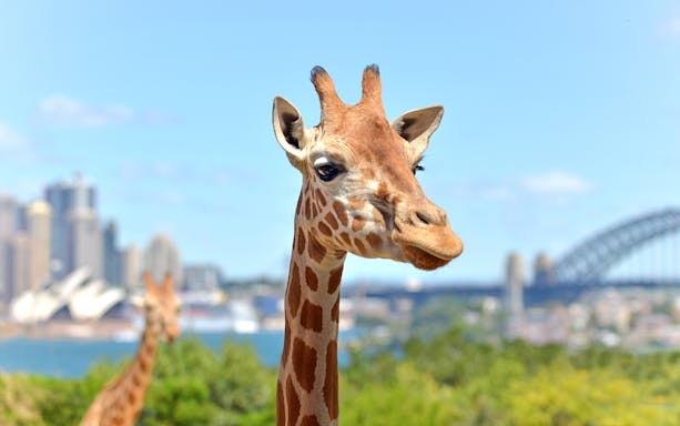 Giraffe at Taronga Zoo Sydney with city skyline and Sydney Harbour Bridge in background.