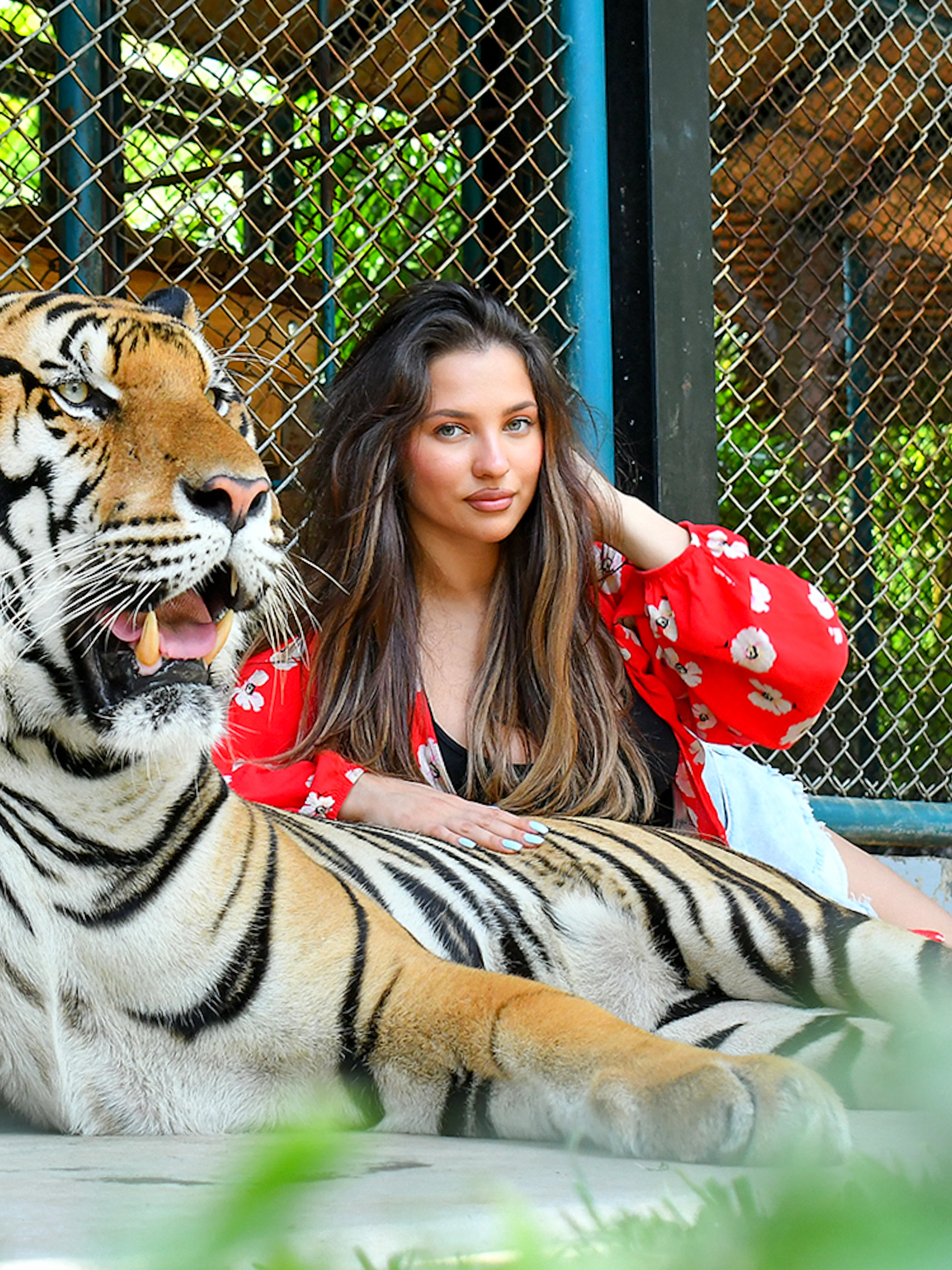 Guest posing with tiger at Tiger Park Phuket.