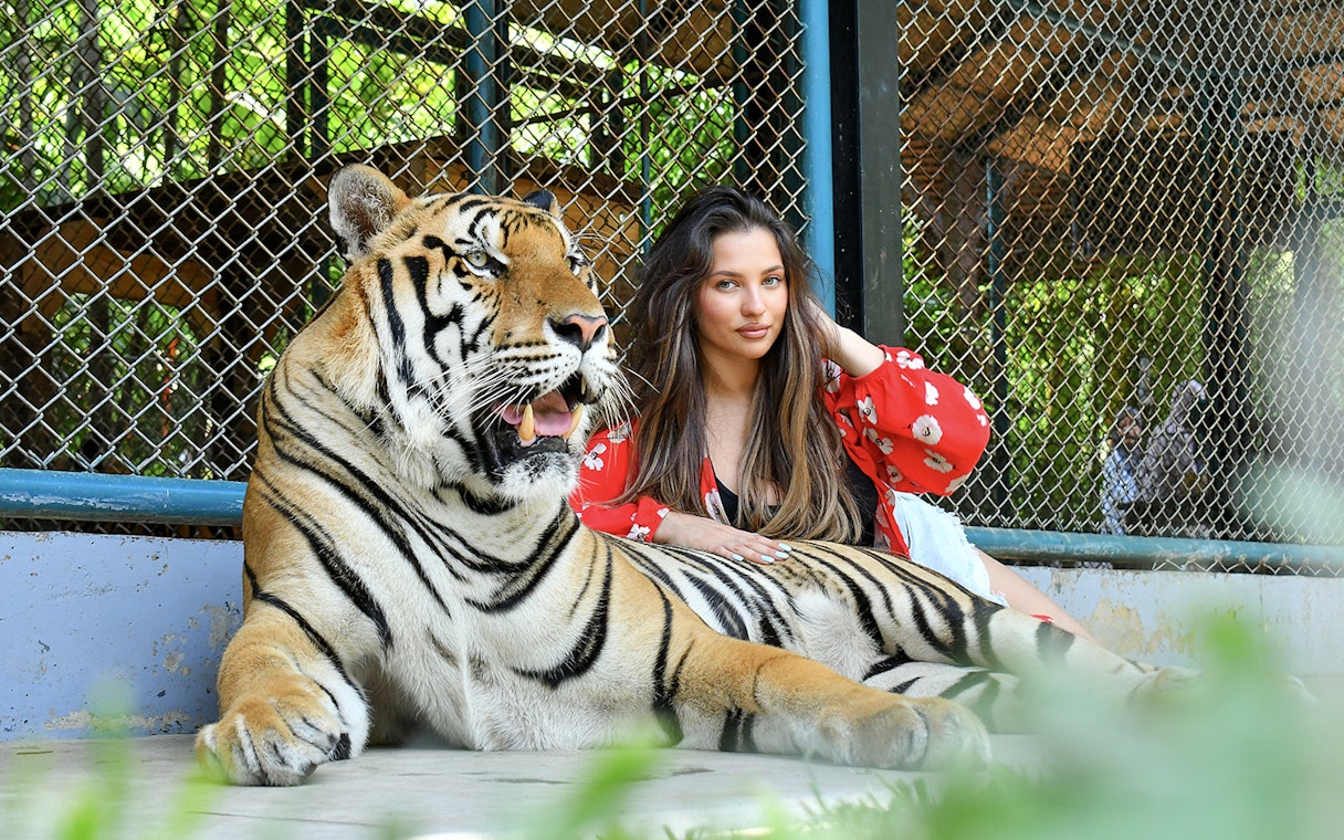 Guest posing with tiger at Tiger Park Phuket.