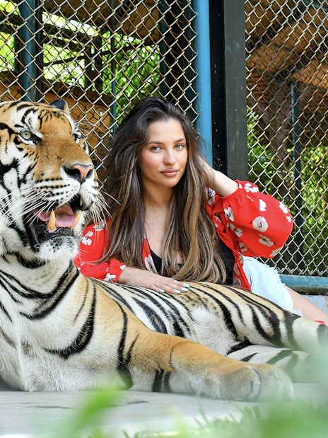 Guest posing with tiger at Tiger Park Phuket.