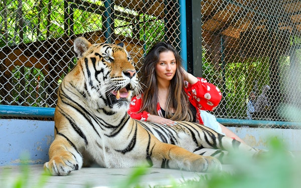 Tiger Park Tickets with Tiger Play Packages