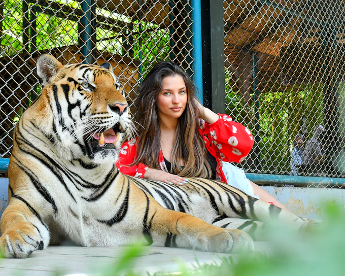 Tiger Park Tickets with Tiger Play Packages