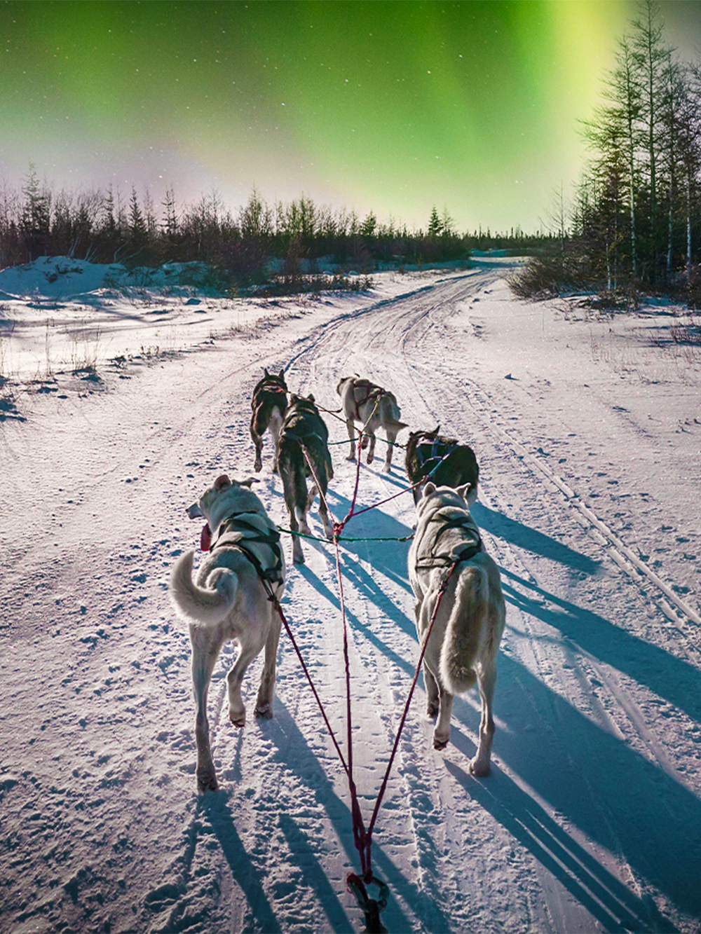 Oplevelser med dyr i Rovaniemi