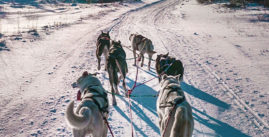 Experiências com animais em Rovaniemi