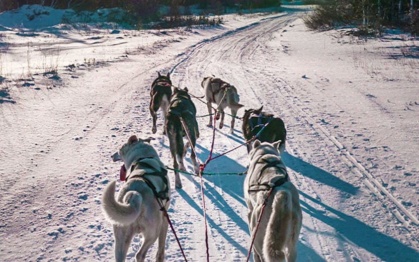 Dog sledding under northern lights in Rovaniemi, Finland.