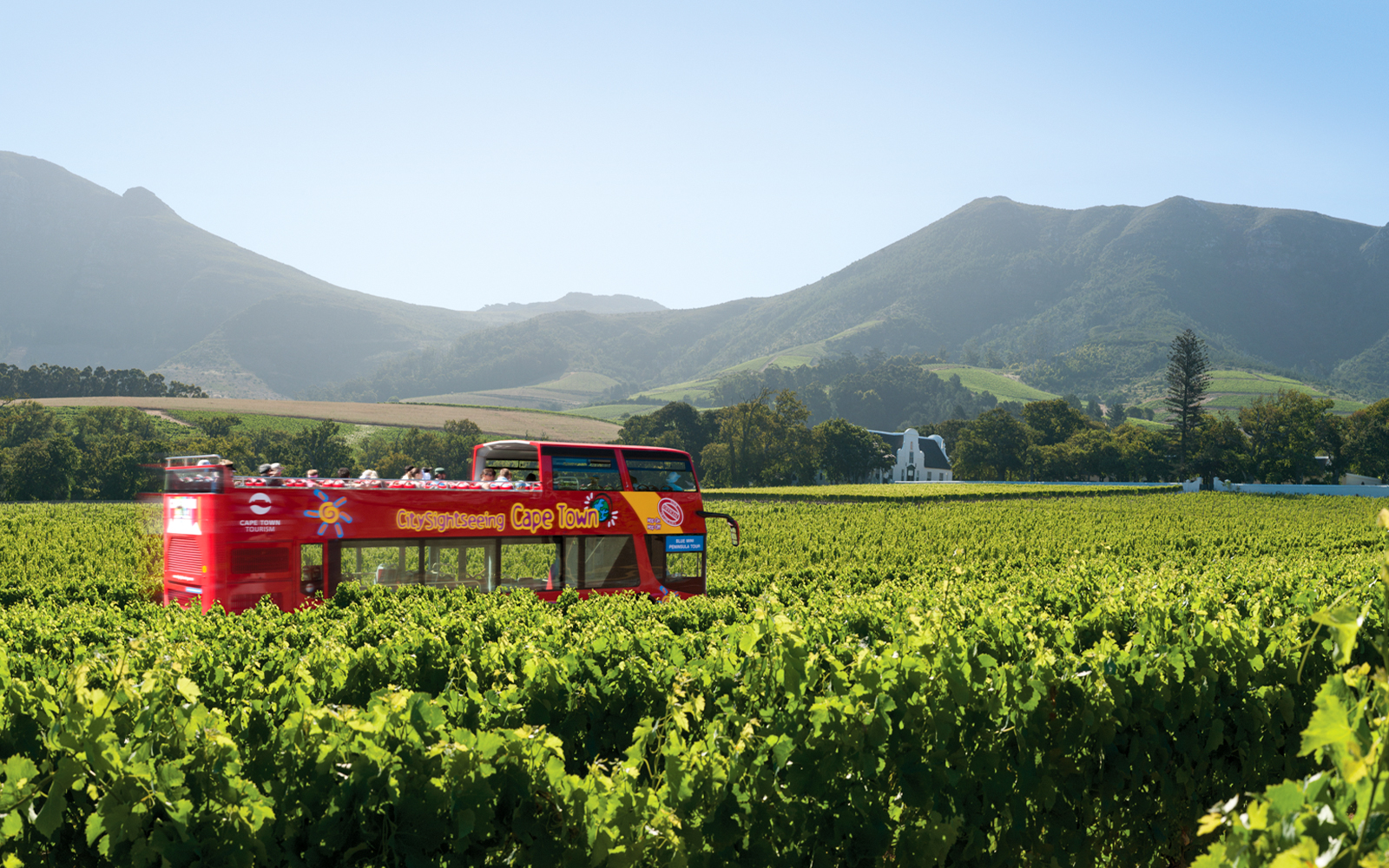 Hop-On Hop-Off bus in Cape Town vineyard with mountain backdrop.