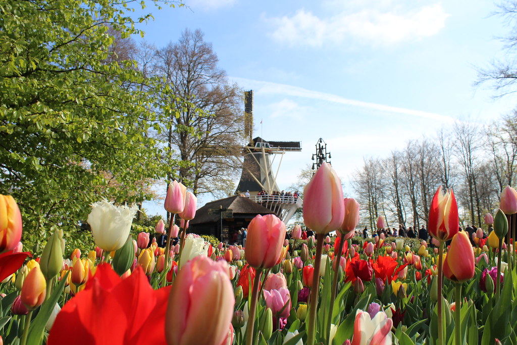 Tulips blooming at Keukenhof Gardens with a windmill in the background, Amsterdam.