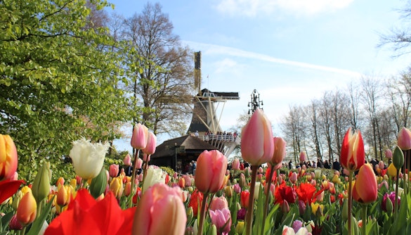 Tulips blooming at Keukenhof Gardens with a windmill in the background, Amsterdam.