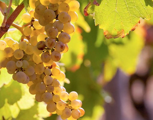 Loire Valley Wineries