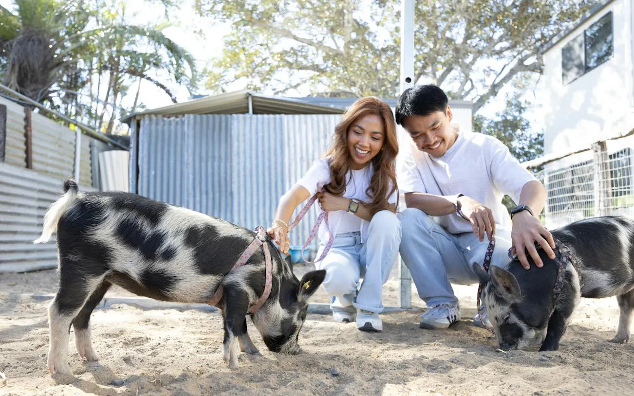 Couple interacting with small pigs during a premium animal tour in Brisbane escape room experience.