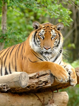 Tiger resting on a log at Zoo Negara, Malaysia.