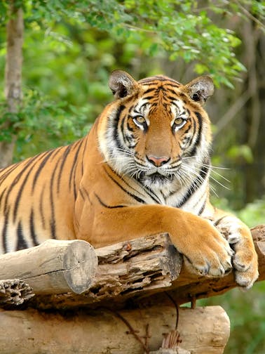 Zoo Negara