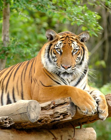 Tiger resting on a log at Zoo Negara, Malaysia.