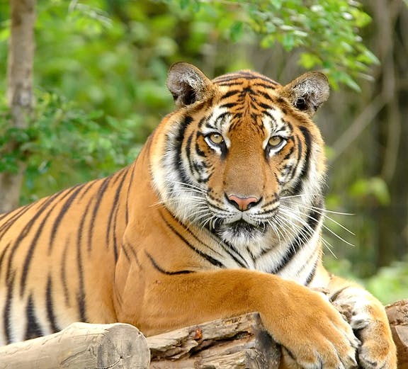 Tiger resting on a log at Zoo Negara, Malaysia.