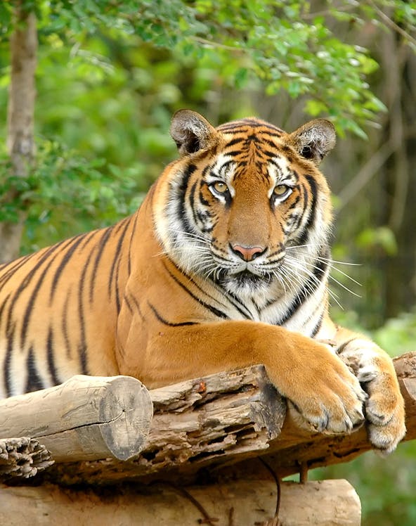 Tiger resting on a log at Zoo Negara, Malaysia.