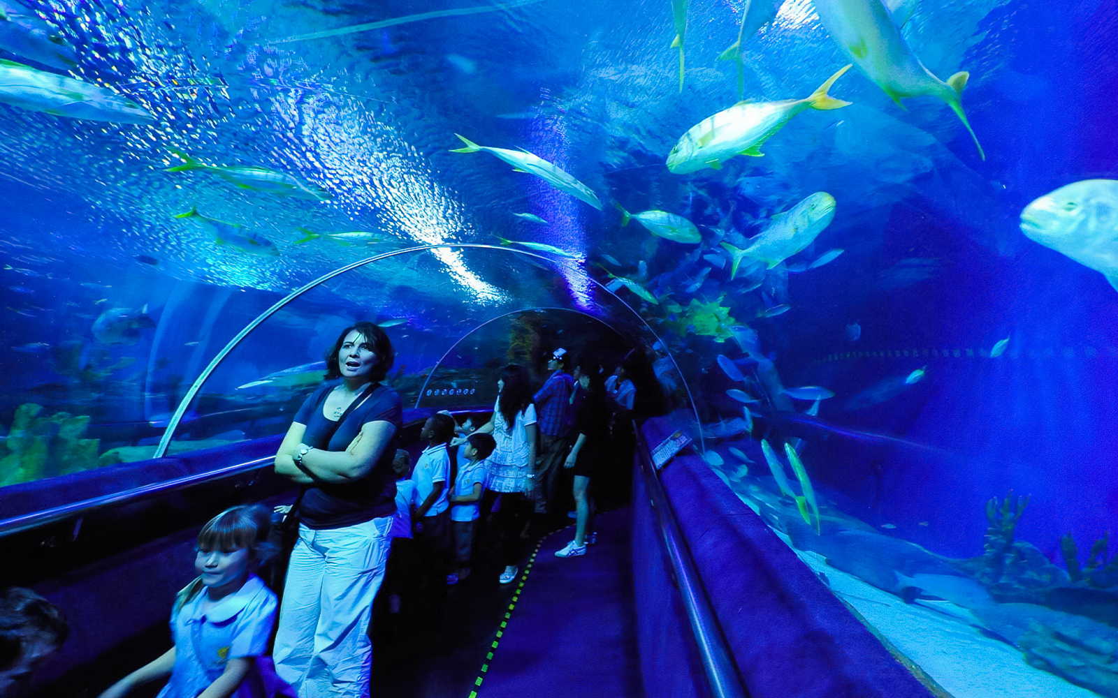 KL Tower Sky Deck & Sky Box & Aquaria KLCC Tickets