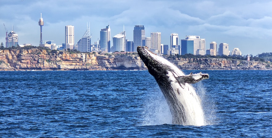 Rejsy z obserwacją wielorybów w Sydney