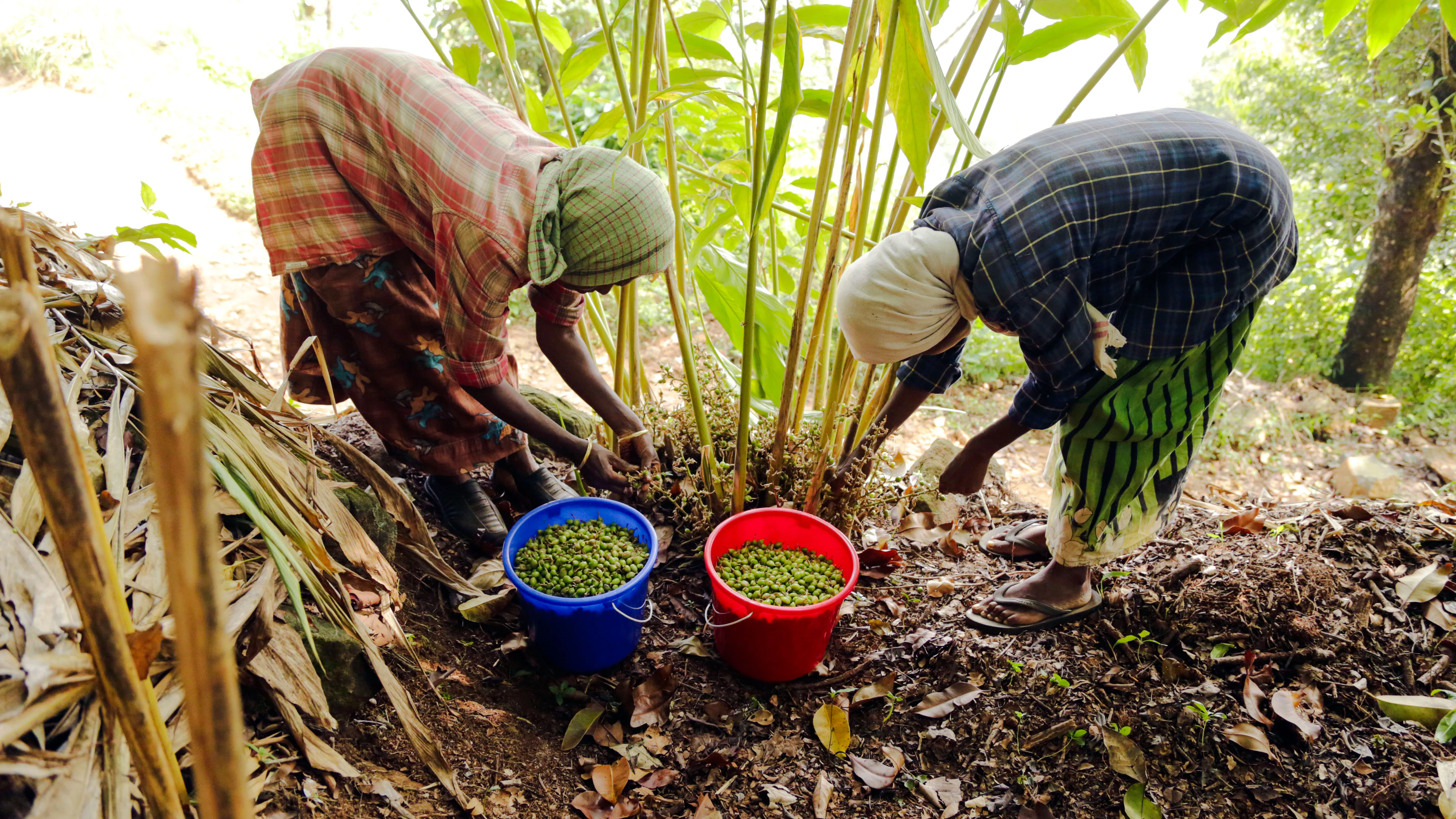Harvesting spices at a farm in Zanzibar with filled buckets nearby.