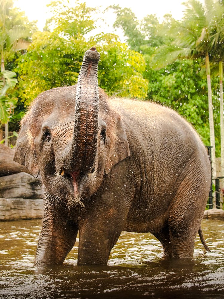 Australiens zoologiske have